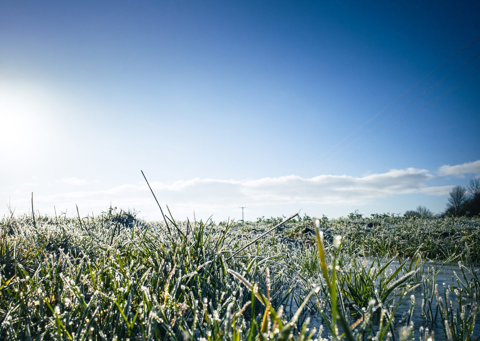 close-up of frost on grass.