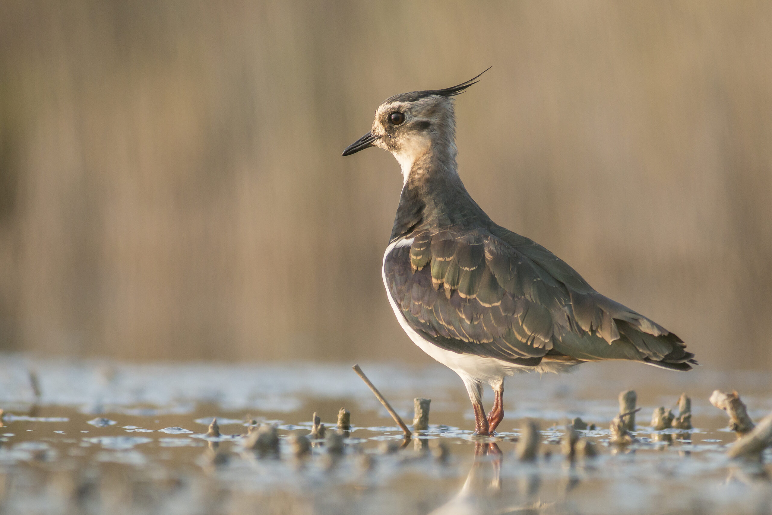 Portrait shot of a Lapwing Bird